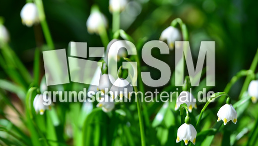 Märzenbecher (7).jpg